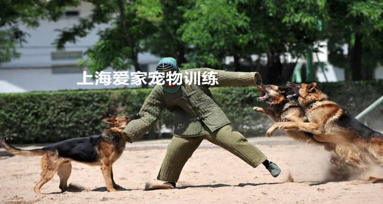 军犬警卫巡逻训练.jpg