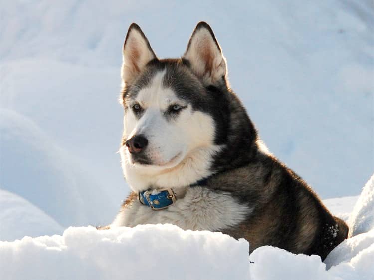 哈士奇专业训练 雪橇犬训练 训练雪橇犬