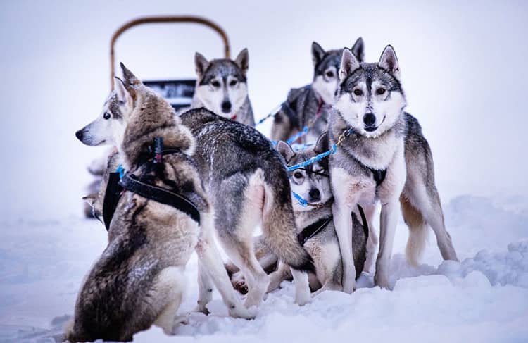 哈士奇专业培训 雪橇犬专业培训中心