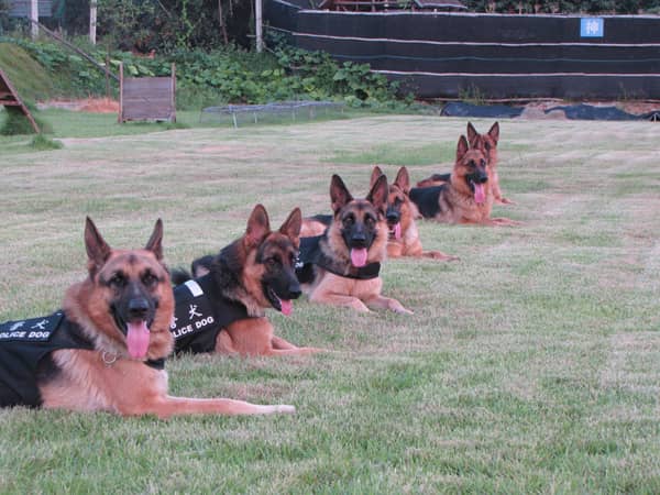 警犬训练 德国牧羊犬训练 警犬训练合影照