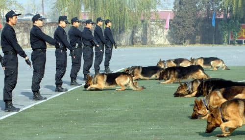 德牧训练比赛 训练德牧的方法 德国牧羊犬专业训练