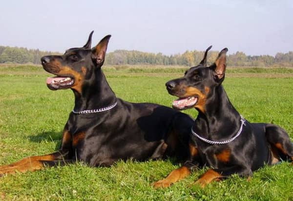 杜宾犬培训 德国杜宾犬专业训练.