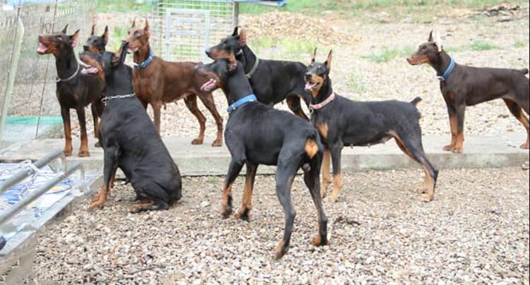 杜宾集体照 杜宾训练展示 德国杜宾犬训练.