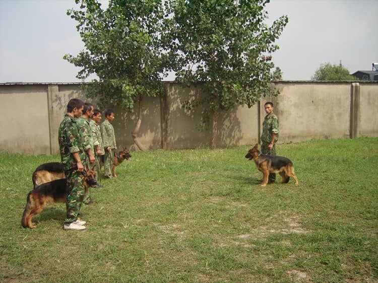 德牧训练.德国牧羊犬专业训练在爱家 上海训练德牧犬的地方