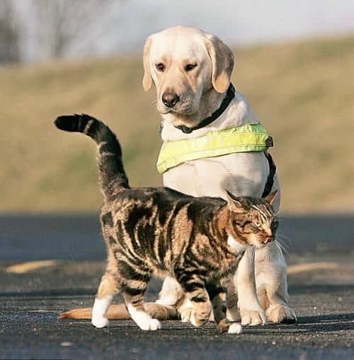 拉不拉多与猫相处训练 导盲犬训练.