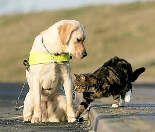 导盲犬训练方法 拉布拉多干扰训练.