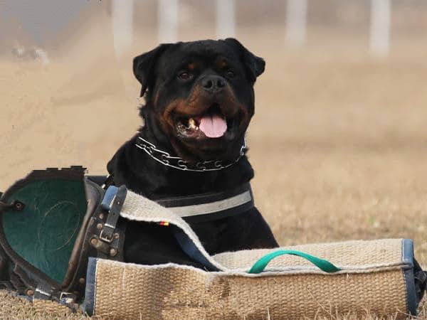 罗威纳警卫巡逻 罗威纳犬专业训练.