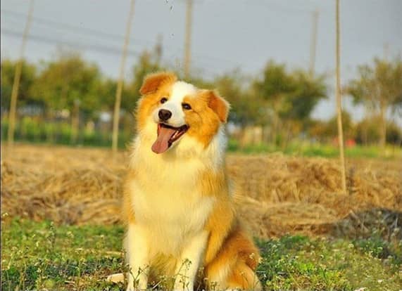 黄色边境犬 边境犬训练 上海训狗.jpg