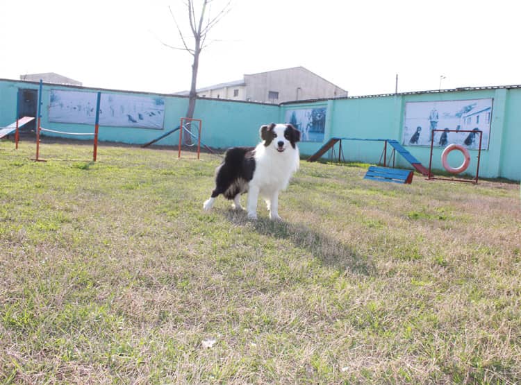 边境犬运动在爱家 边境犬训练训狗基地.jpg
