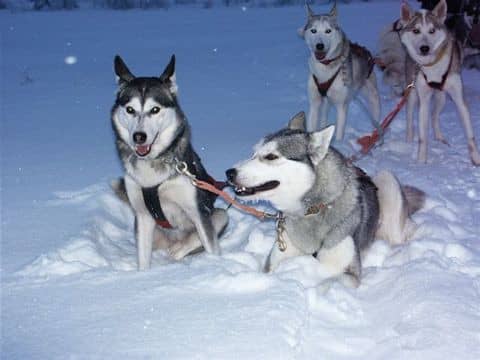 哈士奇拉雪橇训练 训狗基地