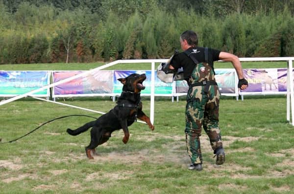罗威纳犬扑咬警卫巡逻 罗威纳训练