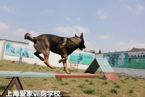 训狗师培训课程 训狗课程 训狗科目表 狗狗训练收费标准 训狗标准