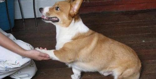 狗狗握手