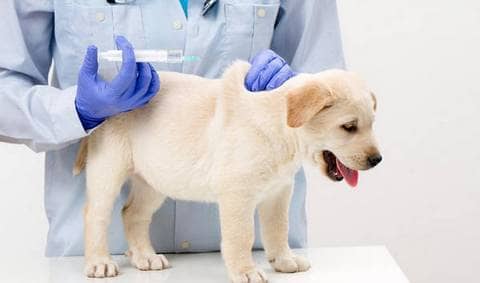 狗狗疫苗注射 犬的疫苗多少钱