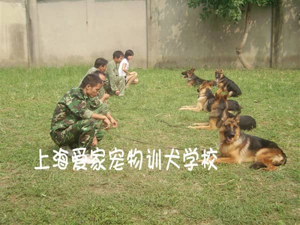 德牧犬专业训练 专业训练德牧.jpg