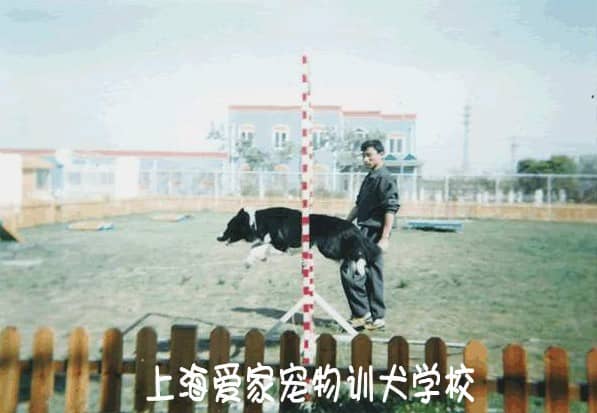 狗狗表演 狗狗训练效果.jpg