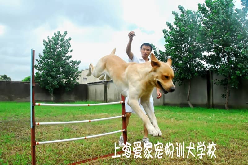 拉不拉多犬训练 训练拉不拉多犬.jpg