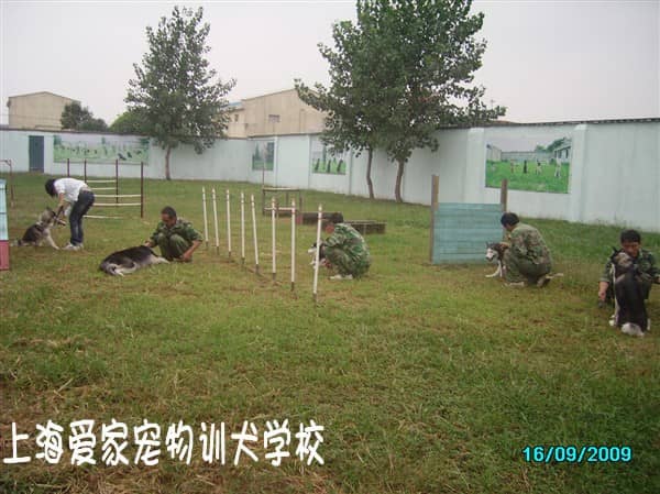专业训练泰迪犬的训犬师 (2).jpg