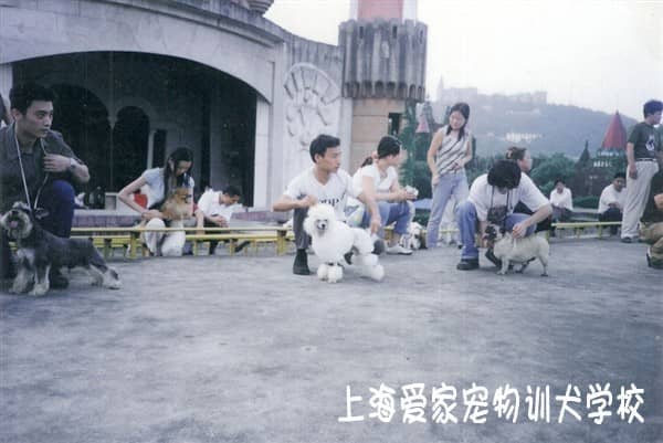 狗狗赛事，狗狗培训 宠物犬比赛盛况 上海狗狗比赛.jpg