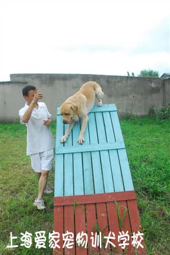 狗狗障碍训练 拉不拉多培训.jpg