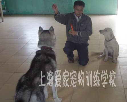 狗狗专业训练 专业训狗 哈士奇犬专业训练 (1).jpg