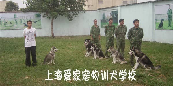 狗狗专业训练 专业训狗 哈士奇犬专业训练 (2).jpg