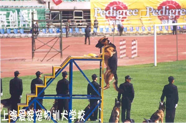 警犬训练 专业警犬训练 上海爱家警犬训练基地.jpg