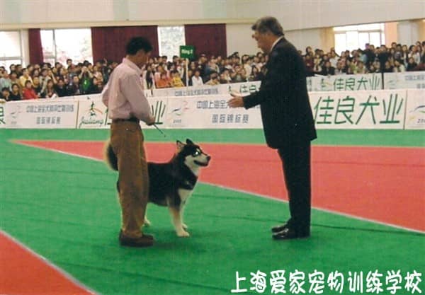 阿拉斯加犬培训 培训阿拉斯加犬 宠物训练中心.JPG