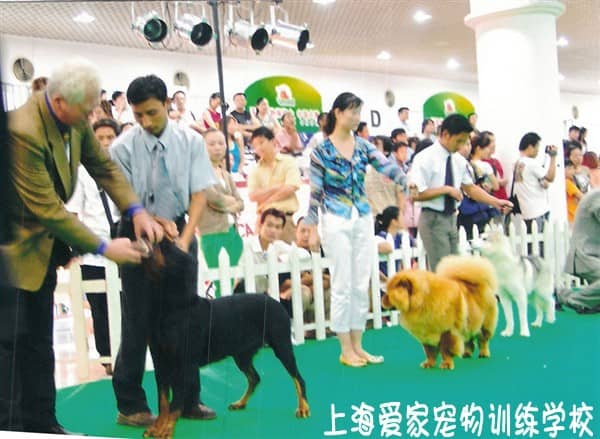 宠物学校 宠物训练 上海爱家宠物学校 专业狗狗比赛训练.JPG