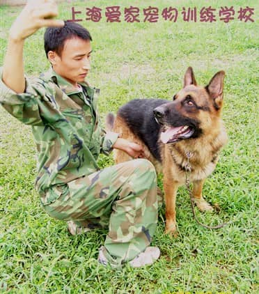 德国牧羊犬训练 训练德国牧羊犬 狗狗培训基地.jpg