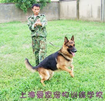 德牧犬专业训练 专业训练德国牧羊.jpg