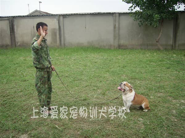 斗狗训练 斗牛犬培训 培训斗牛犬 英国斗牛犬训练中心.jpg