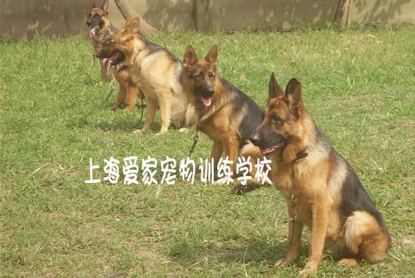 狗狗学校 上海爱家训狗学校 德国牧羊犬训练中心.jpg