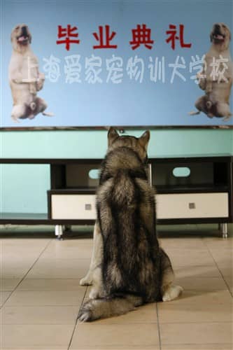 狗学校 狗狗毕业 训狗基地.jpg