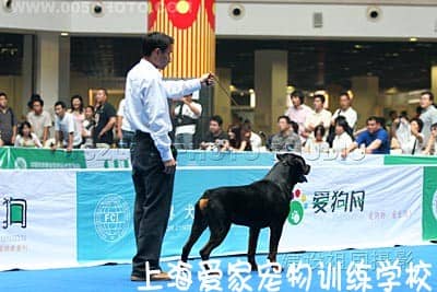 狗训练 狗学校 宠物学校 上海爱家宠物学校.JPG