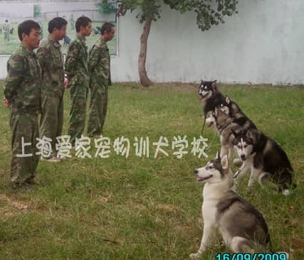 哈士奇培训 哈士奇狗狗上课 上课的哈士奇 上海爱家宠物学校.jpg