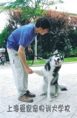 哈士奇专业培训 专业培训哈士奇 上海爱家训犬学校.JPG