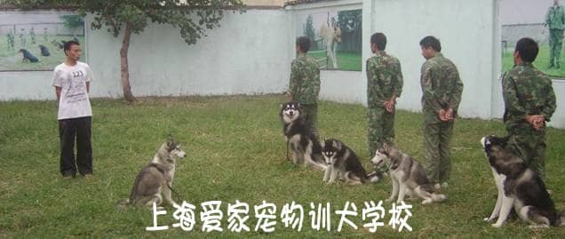 上海爱家训狗学校 专业正规的训狗基地 狗狗培训学校.JPG