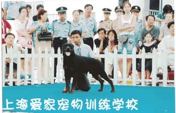 训狗学校 狗狗比赛 狗狗比赛盛况.jpg