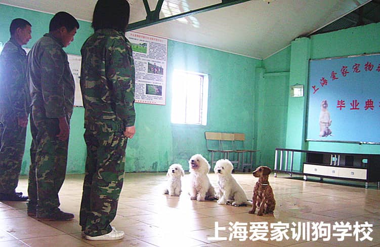 狗狗培训 训狗基地 狗狗学校 上海爱家训狗学校.jpg