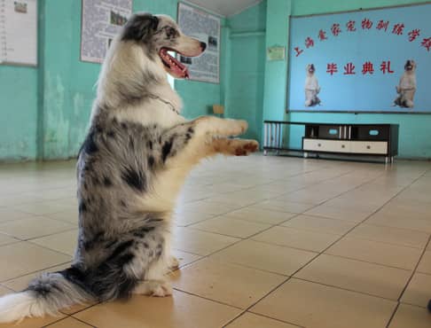 边境犬 训狗基地.jpg
