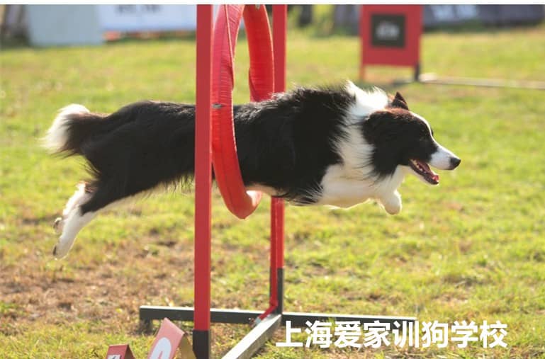 边境犬敏捷运动 边境犬运动训练 上海爱家训狗基地.jpg