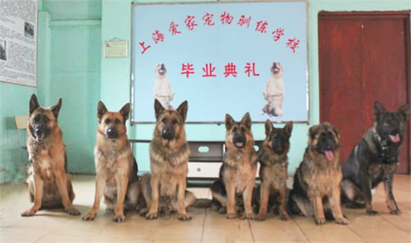 德牧犬 德牧 军犬训练 训犬基地.jpg