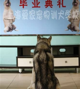 狗学校 训狗学校 哈士奇学员_.jpg