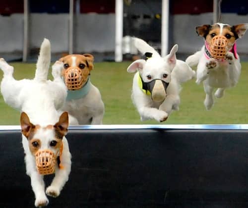 狗狗学员 赛级犬训练 训练赛级犬 上海爱家宠物学校 专业赛级犬训练.jpg