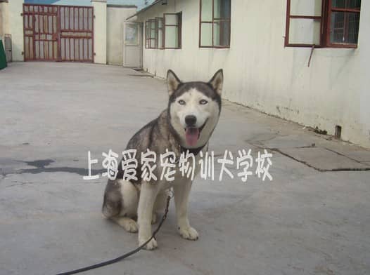 哈士奇训练 训练哈士奇犬.jpg