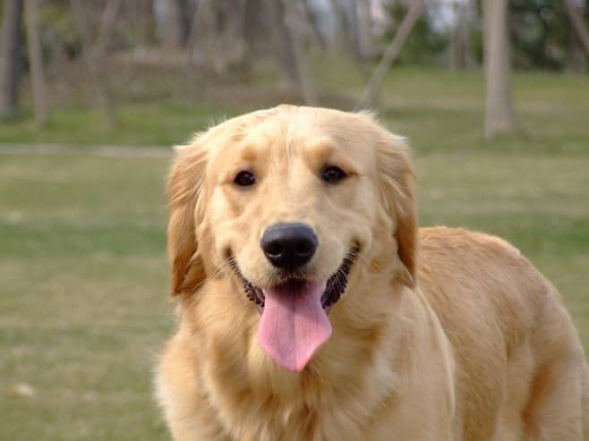 金毛犬学员 金毛猎犬训练 训练金毛犬 上海爱家训犬学校 专业金毛猎犬犬训练.jpg