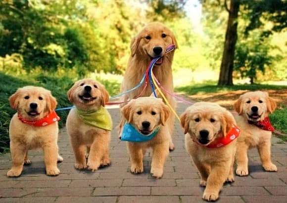 金毛犬学员 金毛犬训练 狗狗班级 狗狗学员 训狗学员 上海爱家训狗学校.jpg