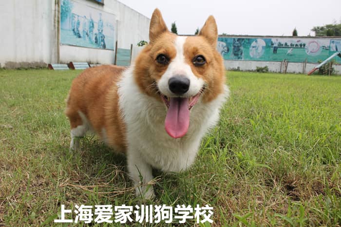 柯基犬 柯基犬的图片 柯基犬训练 专业训练柯基犬 上海爱家训狗基地.jpg