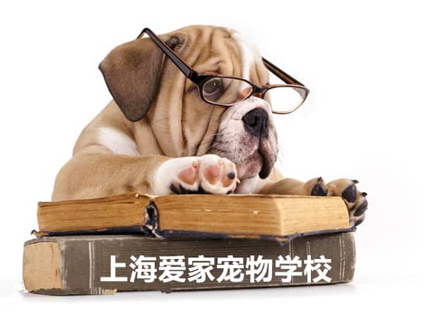 可爱英斗犬训练 英国斗牛犬影视拍摄训练 专业影视犬训练.jpg